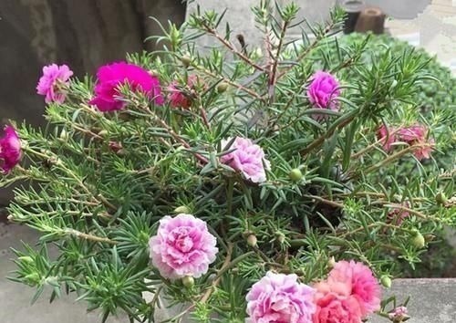 八种以牡丹命名的花卉,开花鲜艳漂亮,颜值高,值得养