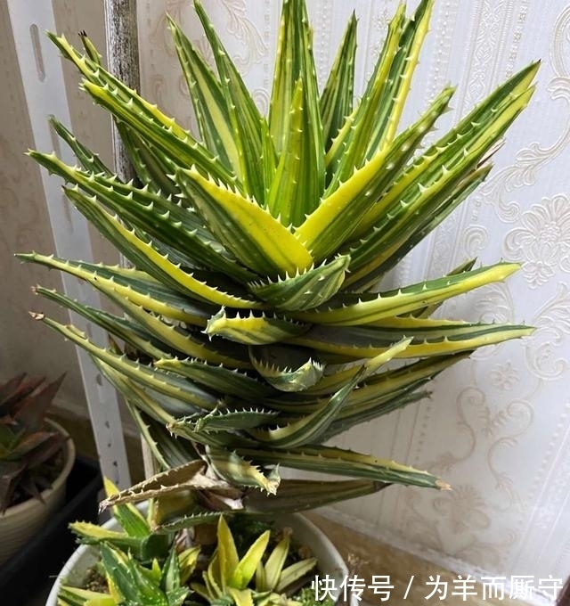 花卉扦插繁殖,用这4种生根水,7天生根,一个月长成小盆栽