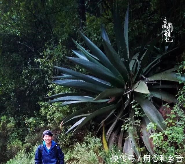 原以为龙舌兰是小家碧玉,没想到竟然可以长这么高!