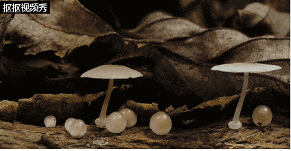 游戏|吃了这种食物后，男子失忆产生幻觉：别烦我！我们3个人在打游戏