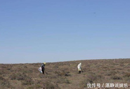 野菜|酷似头发的野菜,毁10亩地才挖2两,古代是贡品,如今成“禁菜”