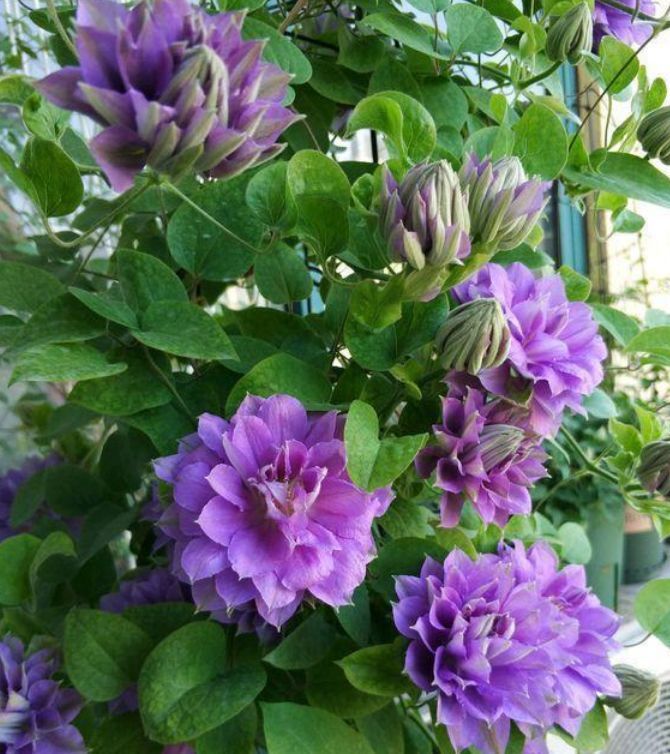 这款花卉，适合居家养殖，开花美长势旺，养在客厅生机勃勃，美