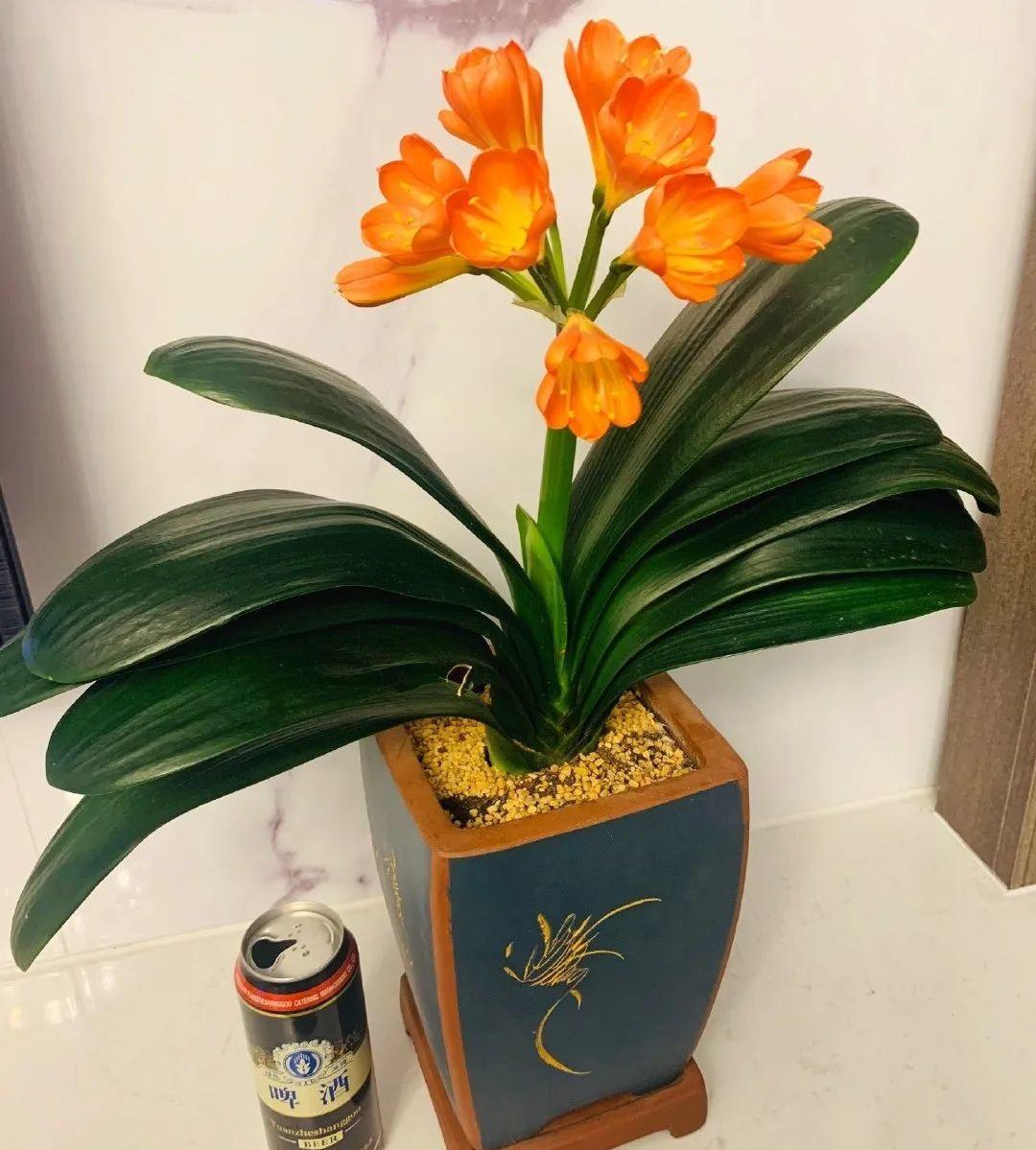 给花浇水要小心,5种水不能浇,浇完立马就黄叶!