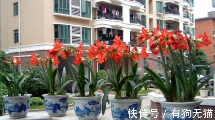 叶片|朱顶红开完花剪掉残花,教你3点“养球”,1步催花,花开会更多