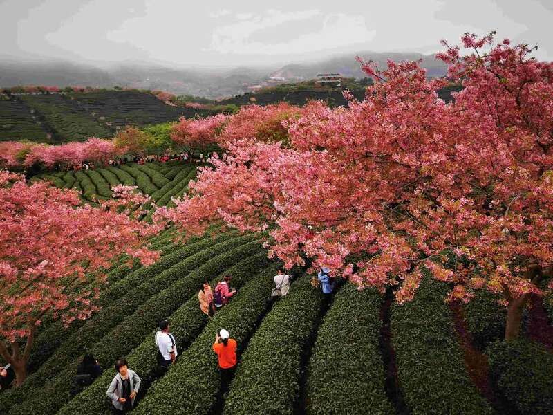 福建漳平：正是“茶绿樱红”时
