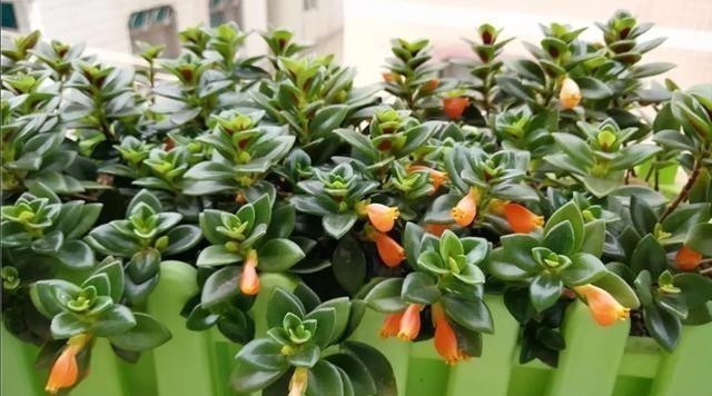 吊兰长出了“金鱼”,极好的兆头,寓意“年年有余”!
