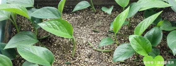 扦插绿萝谨记这4步简单操作，生根速度快、爆盆效果好！