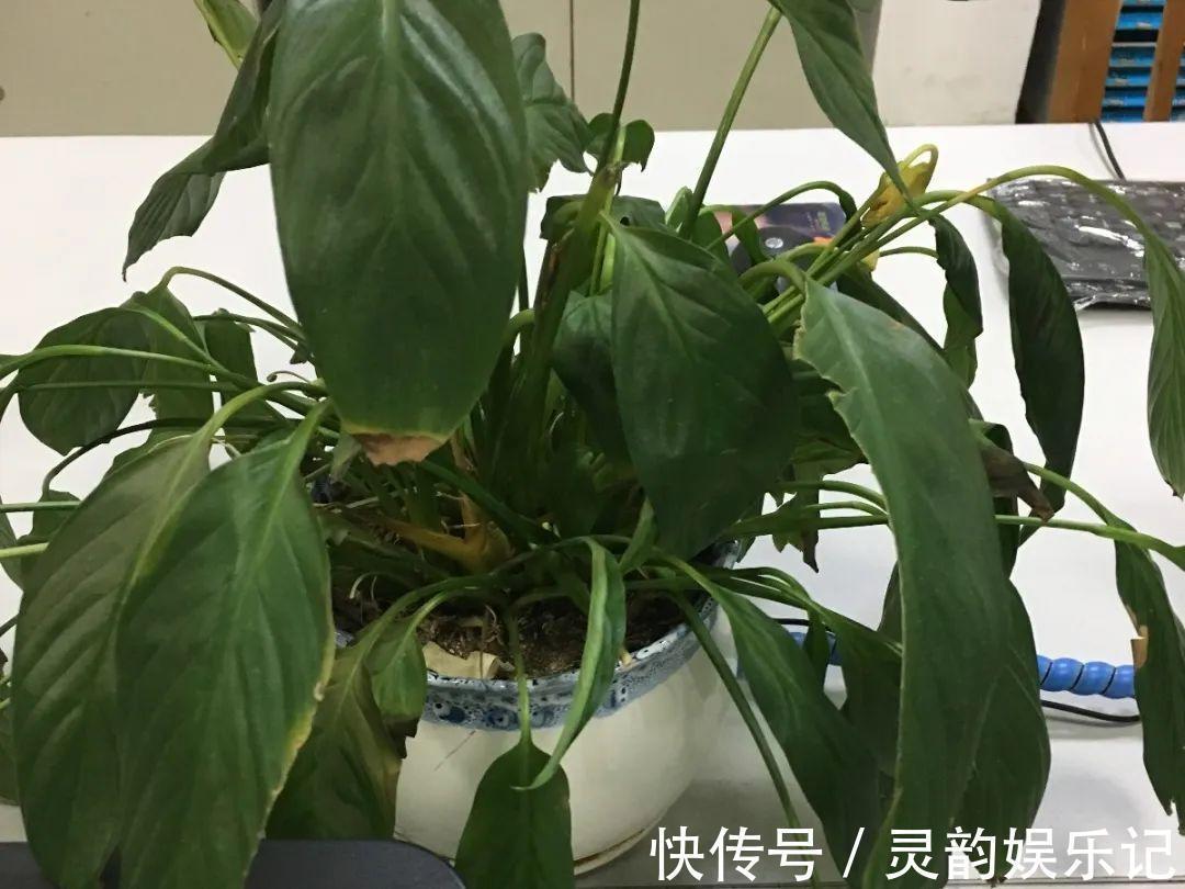 6种花一天不浇水,叶子就耷拉,缺水3天就死翘!