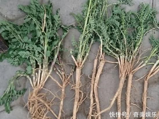 中药材|乡下一种珍贵草，人称“黄人参”，地下根茎是宝贝，看到别忽视