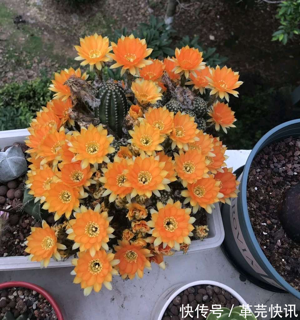 风雨兰|3种花,越热越开花,越晒越开花,花色丰富又鲜艳