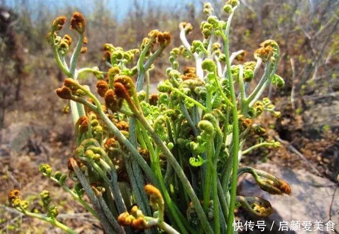 实在|家菜没有野菜香,春夏不吃这些野菜实在太不会享受了!