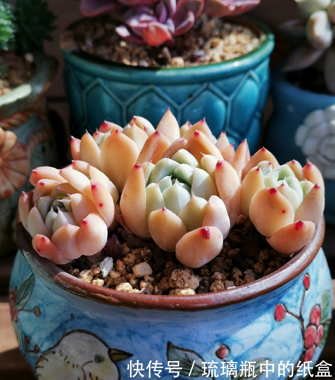 多肉春天浇水做好三个“观察”，快速生长，安全度夏