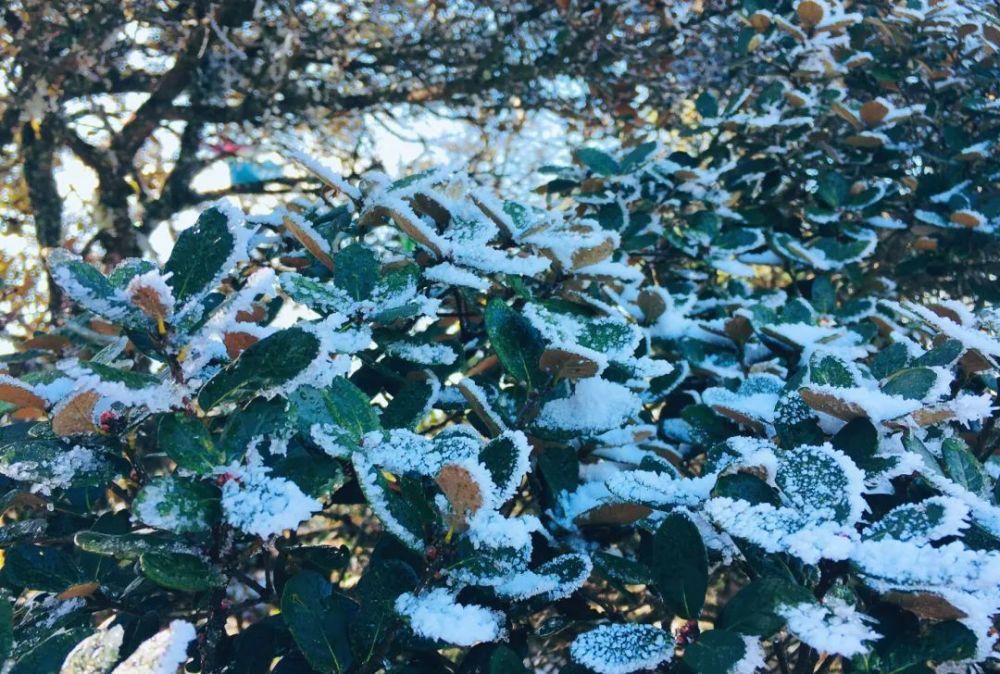 情结|云海与雪景、雾凇齐聚,惊艳了鸡足山的冬天!