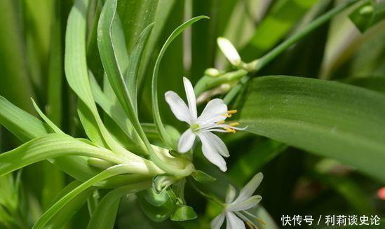 家养此款花卉，开花勤爱爆盆，花开娇艳美不胜收，一年四季都赏花