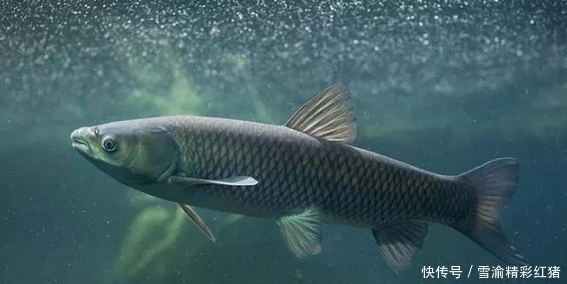 从来不用失手绳，切线切出来的垂钓大草鱼经验，值得一看