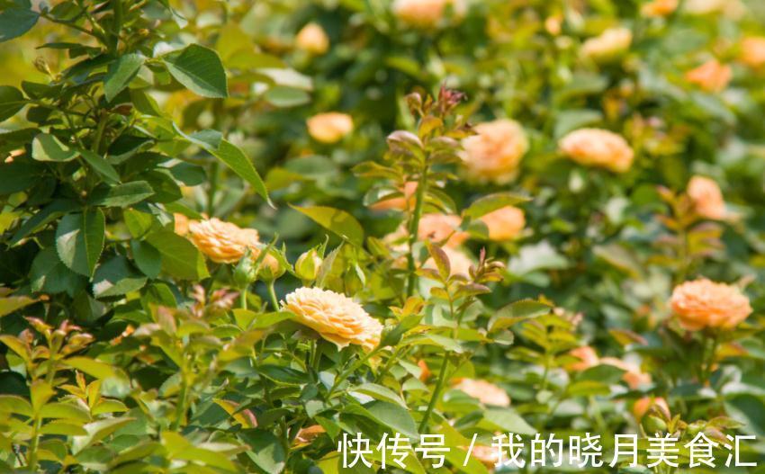 冬季仍然花开满园的果汁阳台,像阳光一样温暖,散发着淡淡的香气