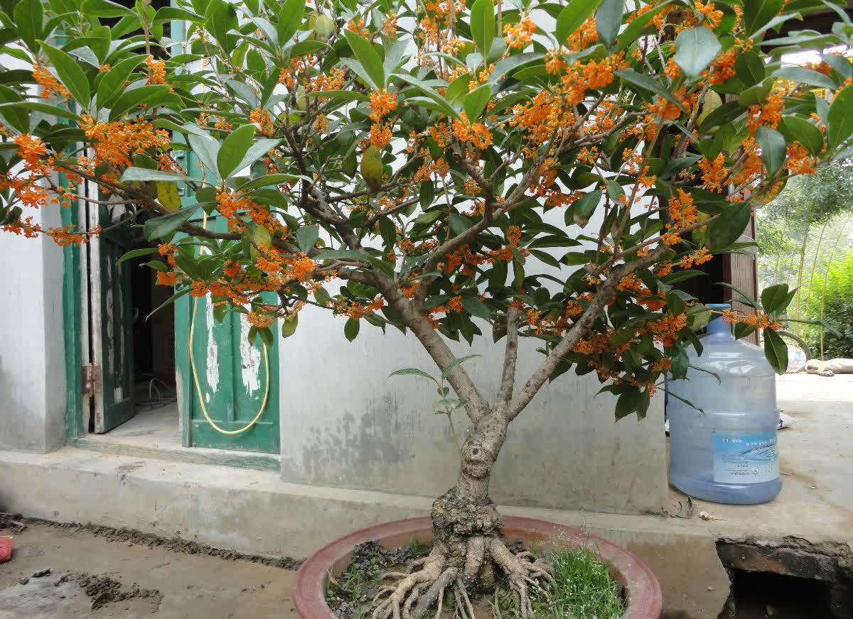 门前栽桂花,人前显富贵!新买的做好4点,缓苗快,花满枝