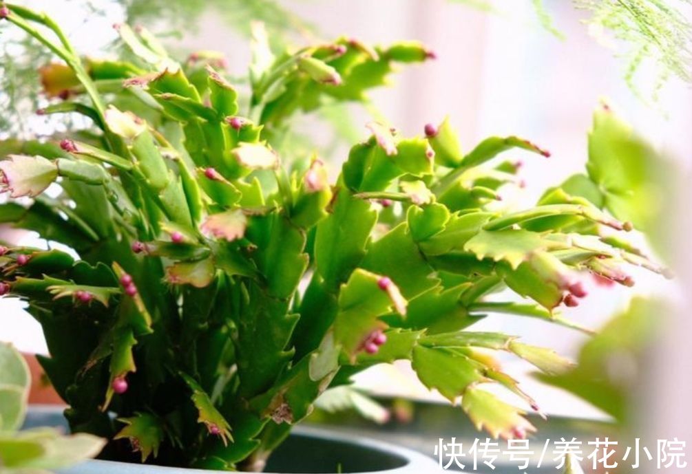 天凉了，2种花开始孕蕾，及时补充磷钾肥，花苞长得更多