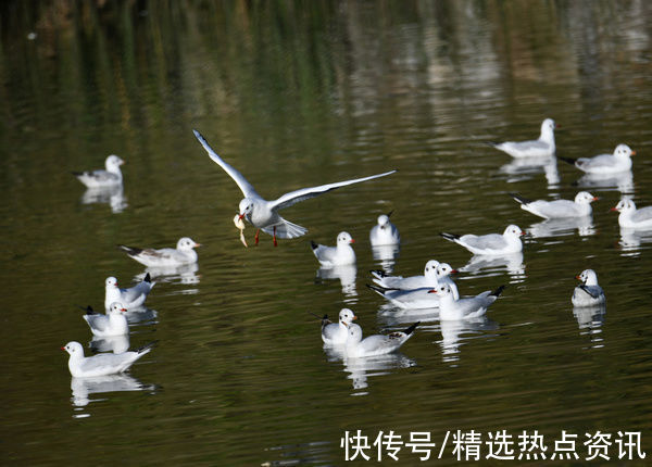 市民们|秋色迷人 红嘴鸥集队到贵州纳雍县白水河越冬