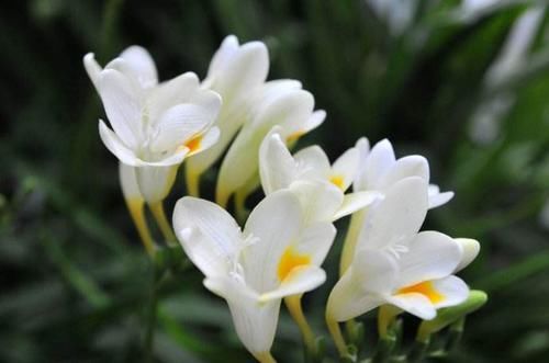 香雪兰，家里养上一盆在花期整个房间都充满花香