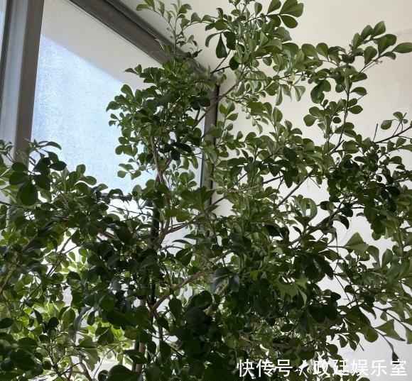 米兰花怎么养？腐殖土配松针，多晒太阳，放在客厅就能开花