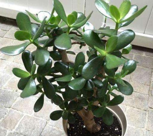 玉树不开花,“问题”就在这,做好几点,年年开满花