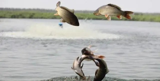 钓鱼|陌生水域找鱼的4个“独门绝技”,让你鱼口不停!钓鱼人一般都不想告诉别人!