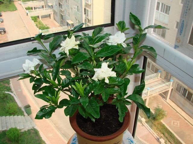 刚买回家的栀子花,先观察观察,别急着换盆换土容易伤根