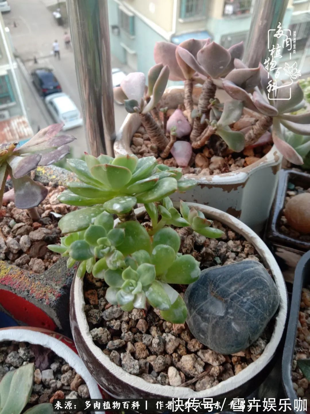 红稚莲|多肉度个夏,回到解放前!曾经有多美,现在就有多丑!