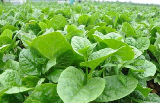 經常食用木耳菜可降血壓、益肝、清熱涼血、利尿、防便秘