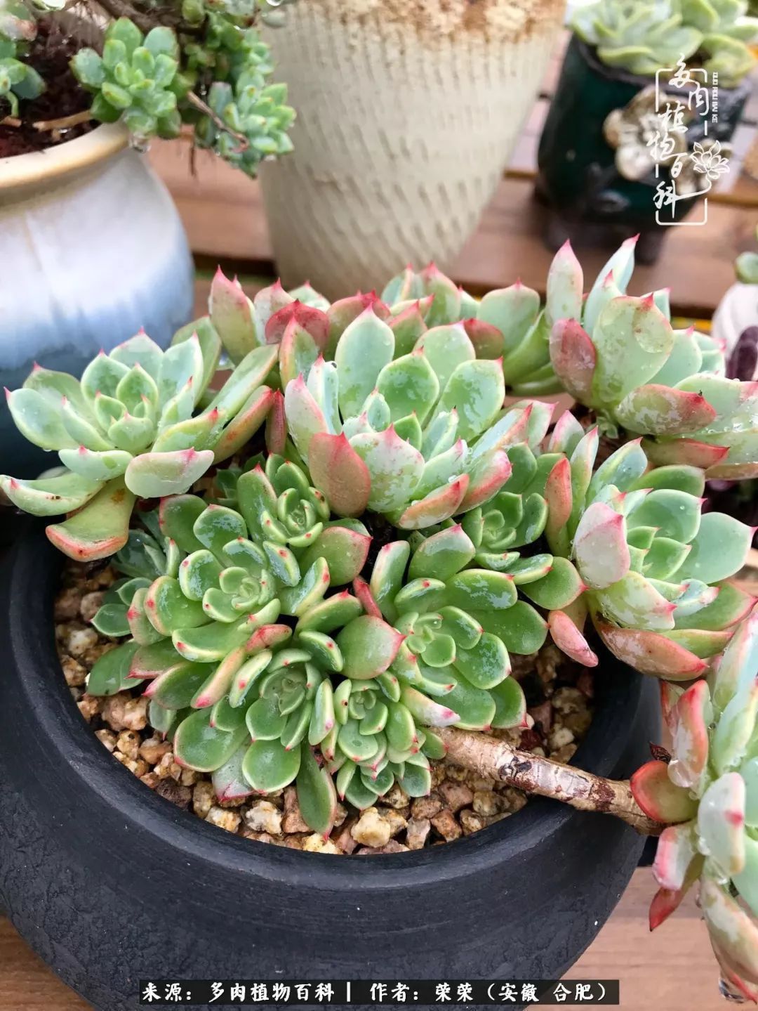 初秋时节,度夏后的多肉陆续回归!偷偷上了一层淡妆!