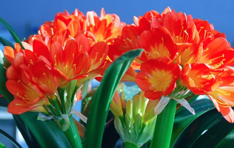 叶片|新手养君子兰,浇水记住“1句话”,不怕烂根,叶片更绿