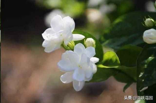 茉莉|茉莉花如何开花多不黄叶简单一招，从夏季爆开到深秋