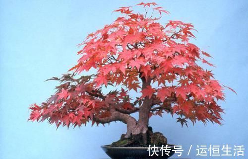 养护的红枫盆景桩头太高了怎么矮化红枫盆景控制高度的方法