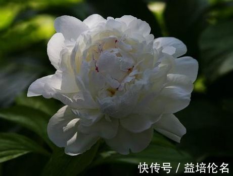 阳光|几种花很耐养,沾土就能活,有阳光就爆盆,给点水就疯长,太好养