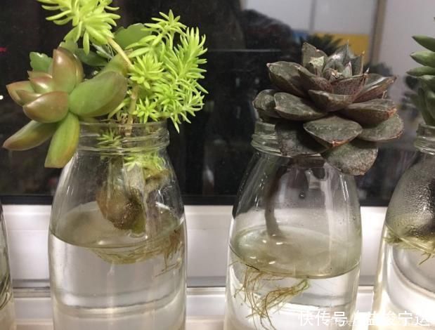 多肉丢水里好度夏,叶子疯狂吸水,几天就变胖了