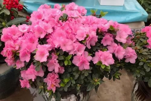 养花换盆期间有很多“讲究”，弄清楚，换完植物猛窜个长花叶