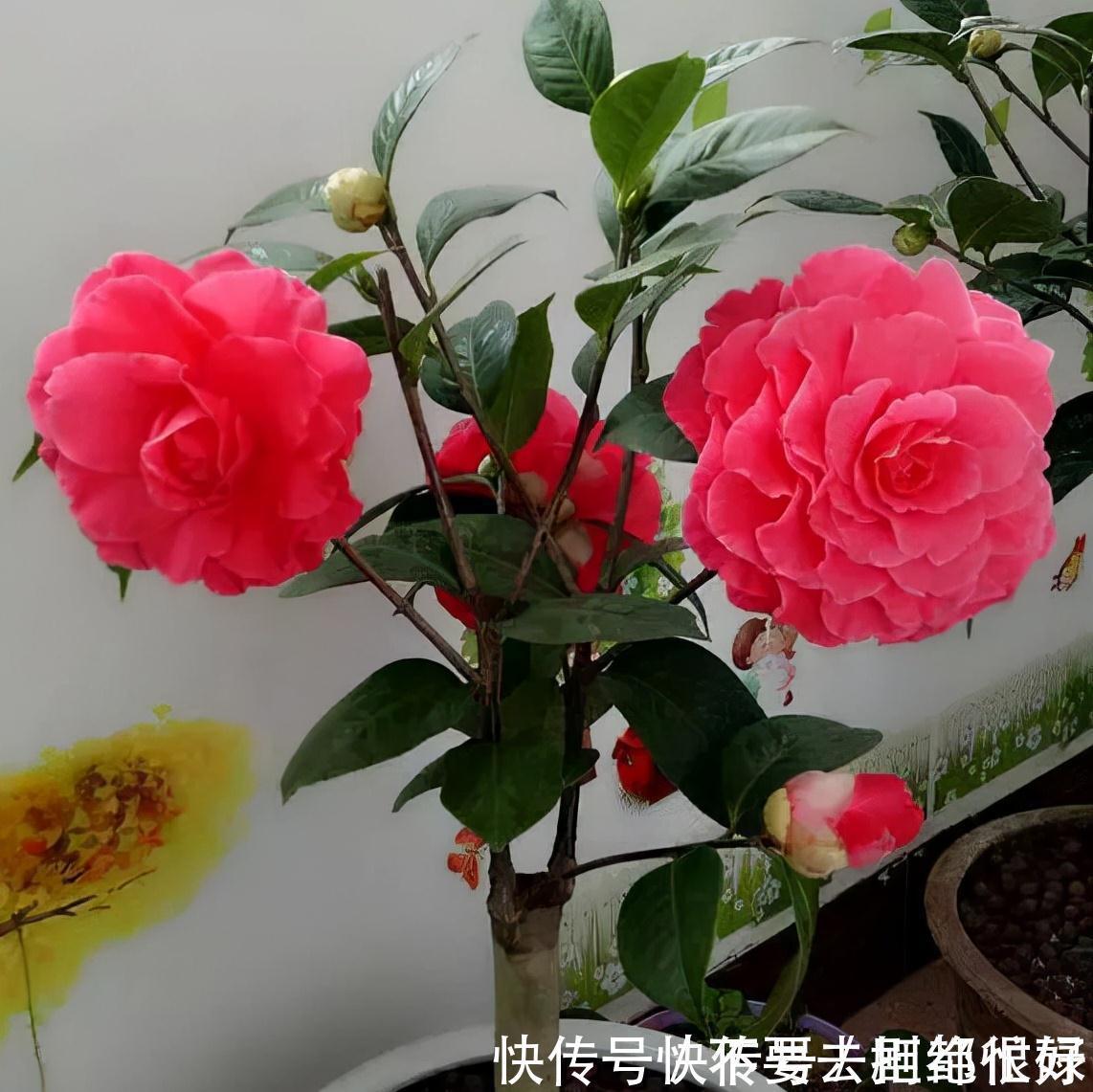 五种“吉祥花”,建议养一盆,不仅寓意好,还利于健康