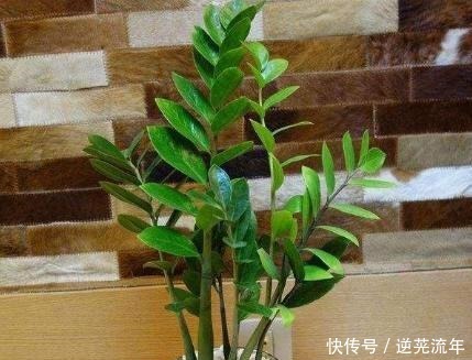 3种最适合当做“底肥”的肥料,养花盆里加一点,养啥旺啥!