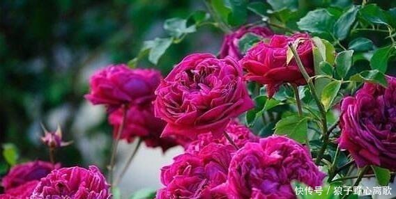 院子|这花很好看,院子阳台都能养,2年长一片,见的人都拍照发朋友圈!