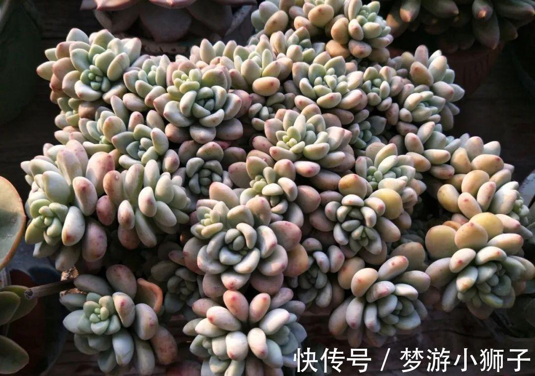 多肉冬天休眠状态不好,只要保证这两点,反而可能更美艳