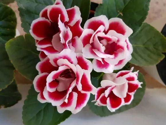 养8种花,别花“冤枉钱”,掐1片叶子“扔土里”,几天就生根