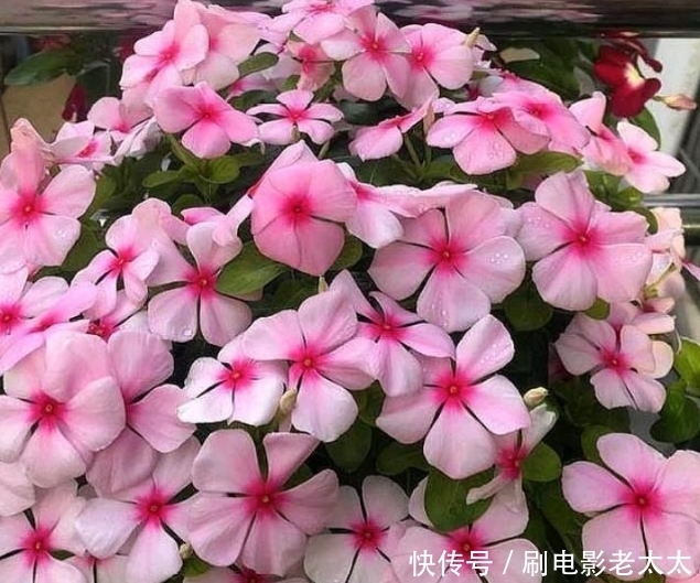 4种花,容易打理易开花,花期长花朵多,家里变花海!