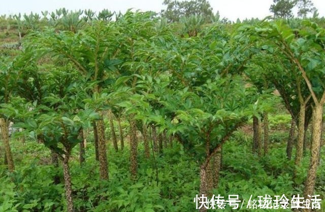 魔芋豆腐|全株有毒，却在我国种植超3千年，1元一斤，出口国外成高端食材