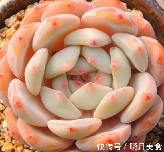 多肉芙蓉雪和橙梦露,长相相似如何选择?看看老花匠怎么说