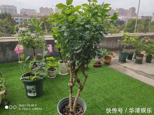 天下第一香,茉莉老树桩,轻松养成茉莉树,高端典雅大盆景