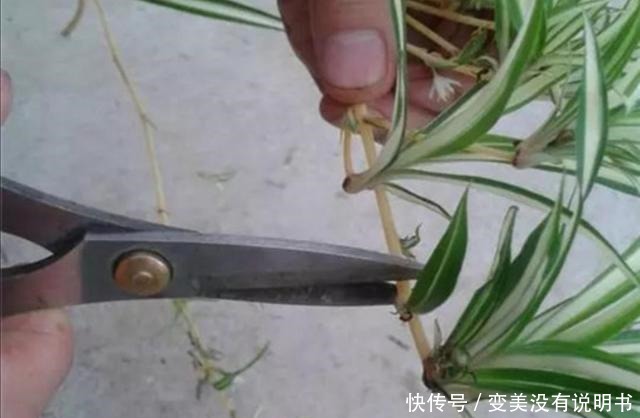 5种常见的花,现在还能扦插,再晚不容易生根!