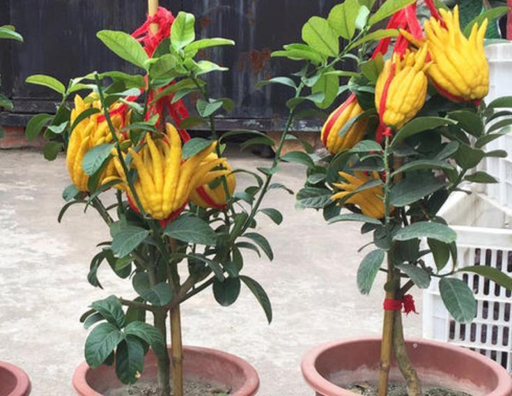 关键|阳台和院子养花,不妨养盆它,既能观花也能观果,关键还有芳香味