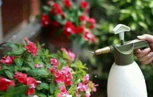 花盆|室内养花浇水总烂根?教你最简单的2个“窍门”,浇水不再烂根!