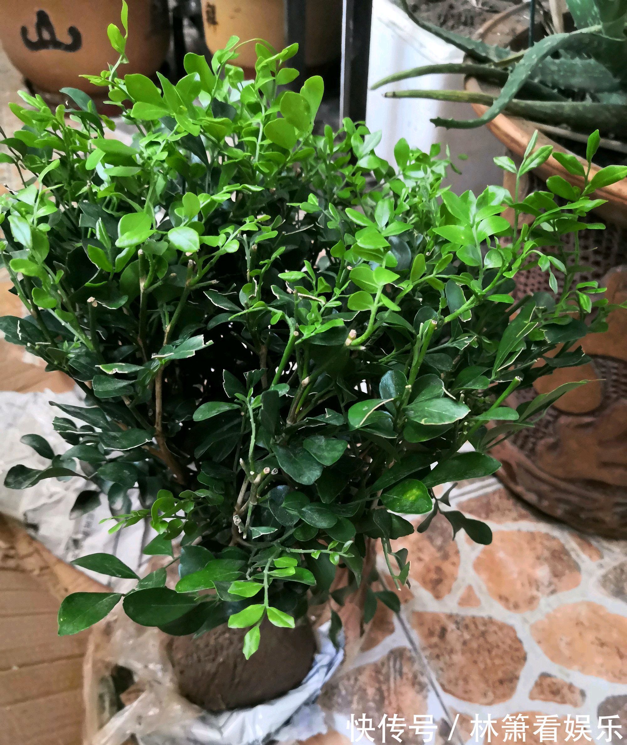 九里香移栽上盆老是黄叶掉叶走出6个误区，根旺叶茂明年开花多